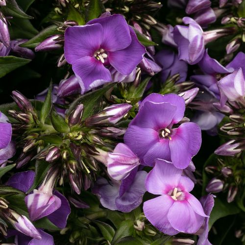 Phlox lila Crissy 50cm