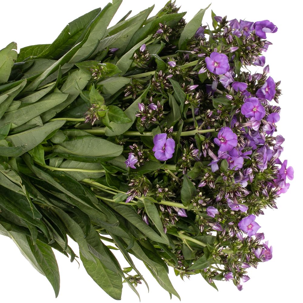 Phlox lila Crissy 50cm