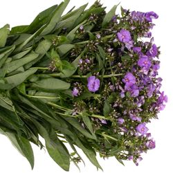 Phlox lila Crissy 50cm