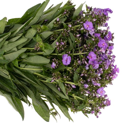 Phlox lila Crissy 50cm