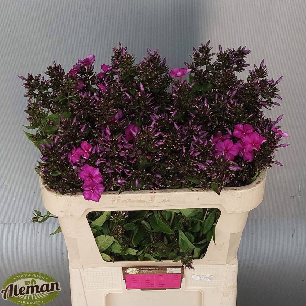 Phlox fuchsia Miss Delilah 75cm