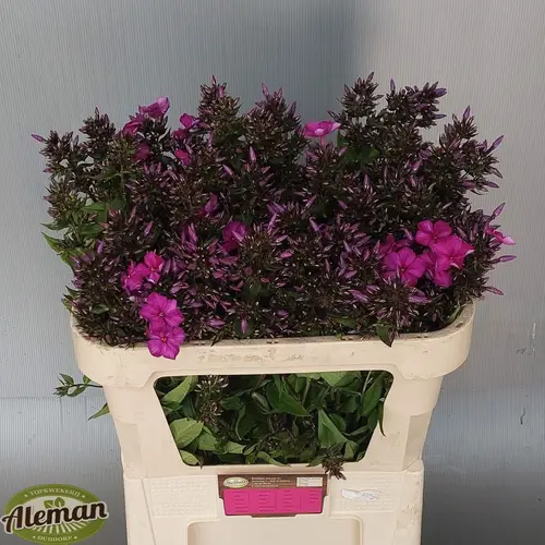 Phlox fuchsia Miss Delilah 75cm