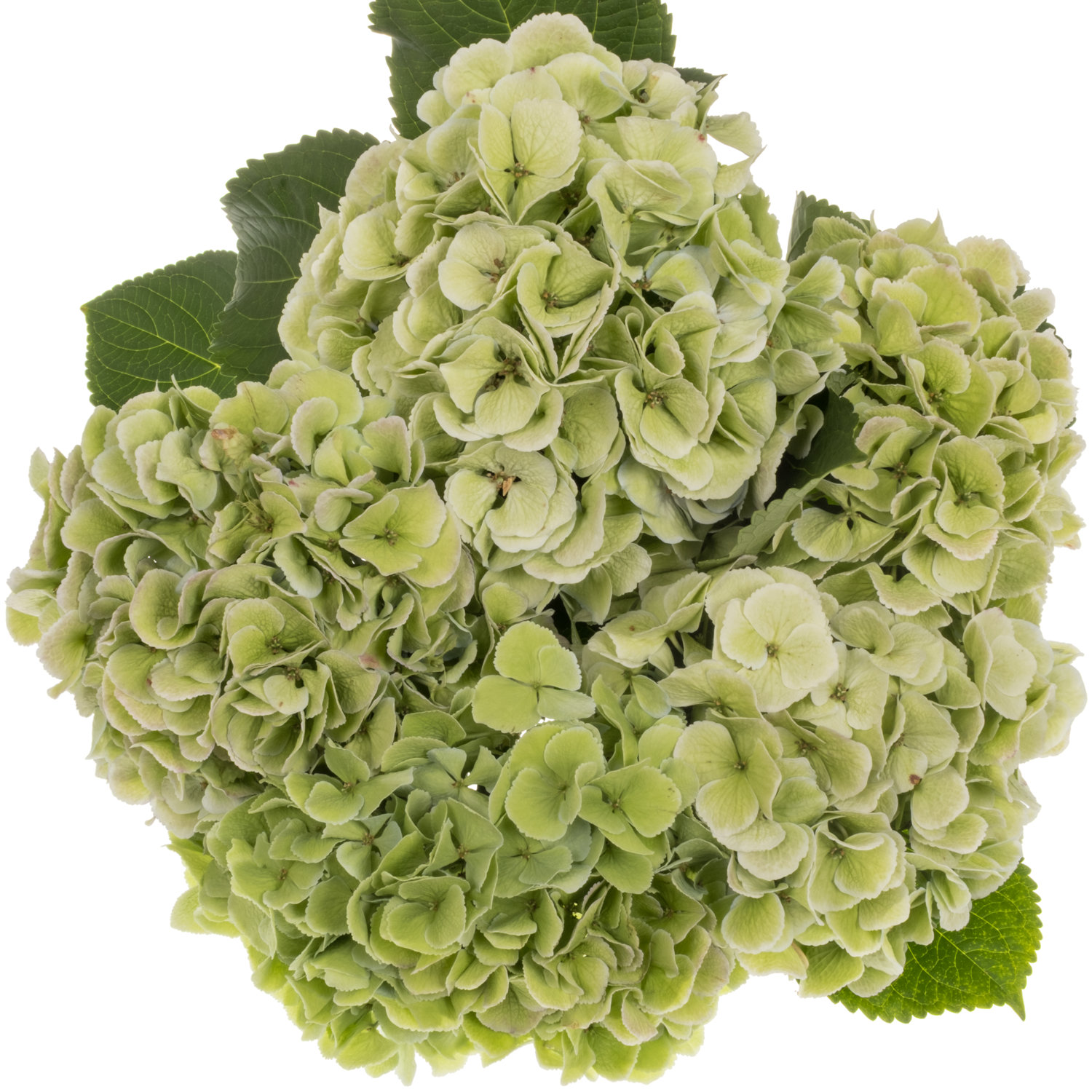Hortensie hell grün Surprise classic Bol 20cm 60cm
