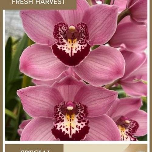 Cymbidium rosa Fantacy 80cm 13+Blüte