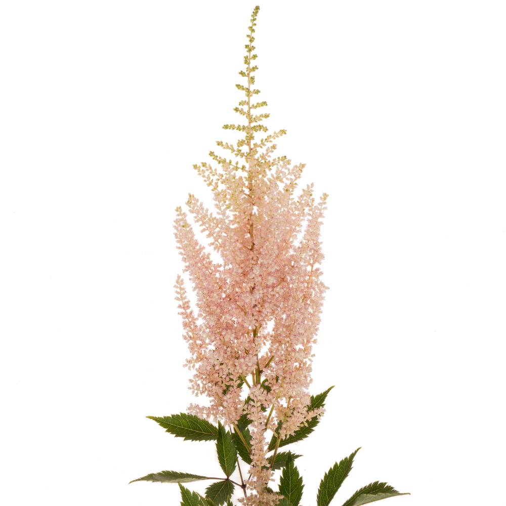Spirea hell rosa Avalanche 70cm