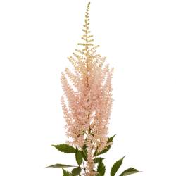 Spirea hell rosa Avalanche 70cm