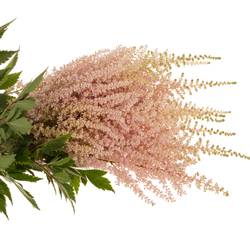 Spirea hell rosa Avalanche 70cm