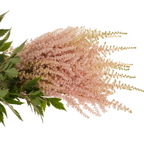 Spirea hell rosa Avalanche 70cm