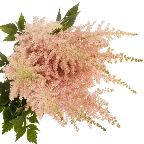 Spirea hell rosa Avalanche 70cm