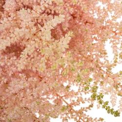 Spirea hell rosa Avalanche 70cm