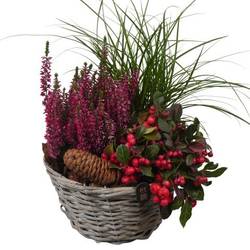 Garten.Arr PTHO7646 Herbst T19 H032