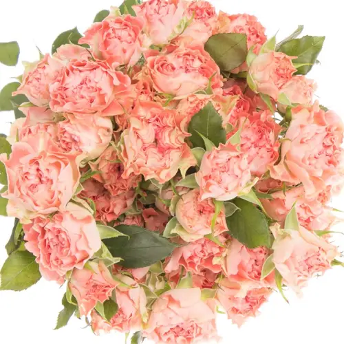 Rose verzweigt rosa Fair Flow 4+Blüte 40cm