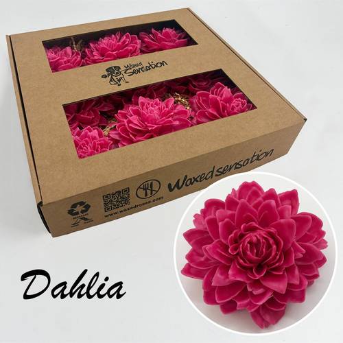 Seiden Wachs Dahlia fuchsia