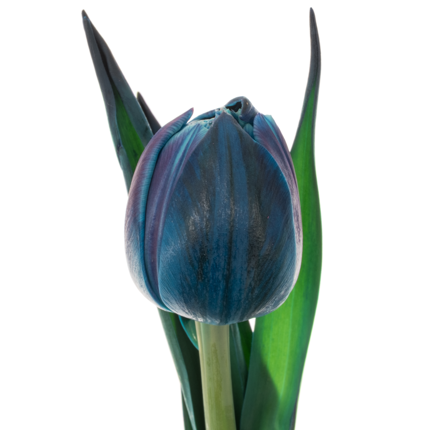 Tulpe Purple dobbel bohemian gefärbt 34 Gramm