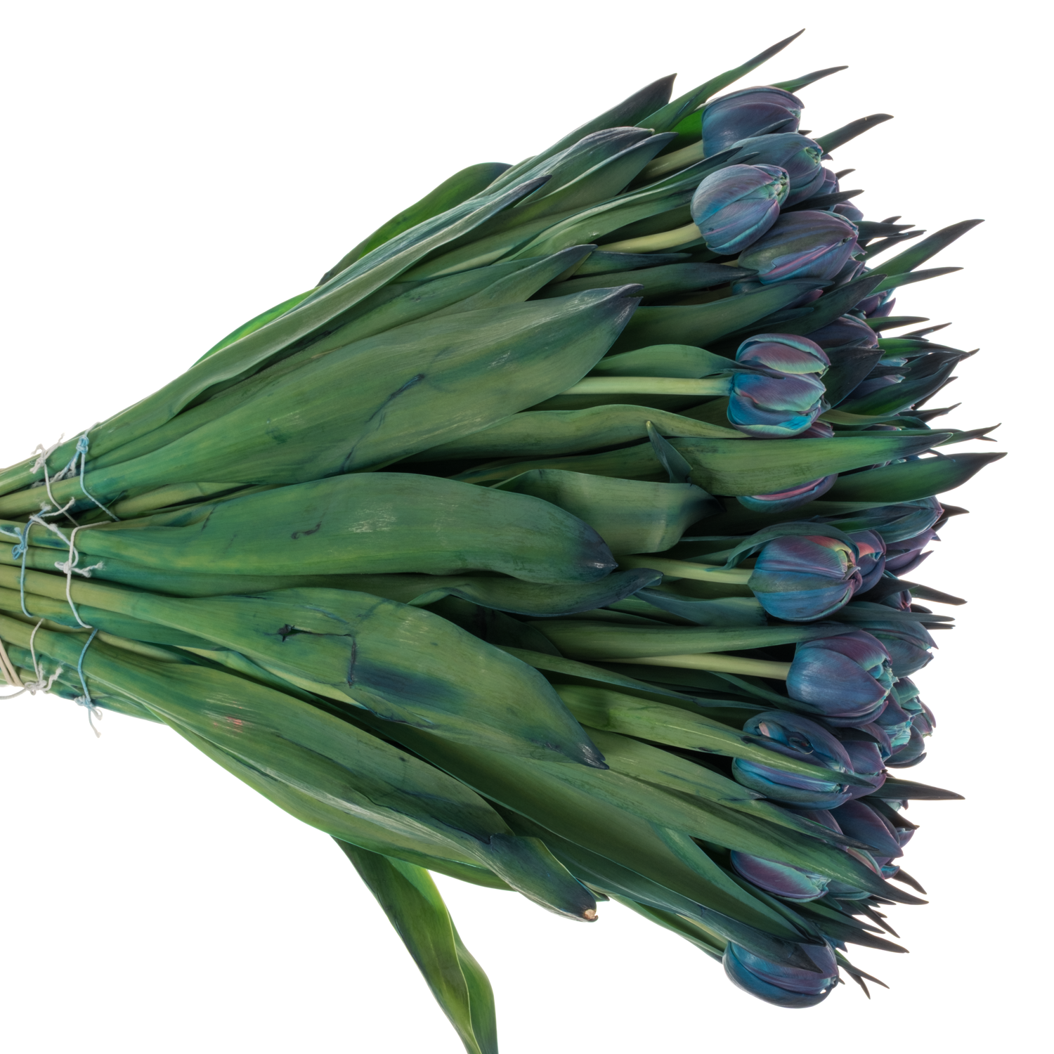 Tulpe Purple dobbel bohemian gefärbt 34 Gramm