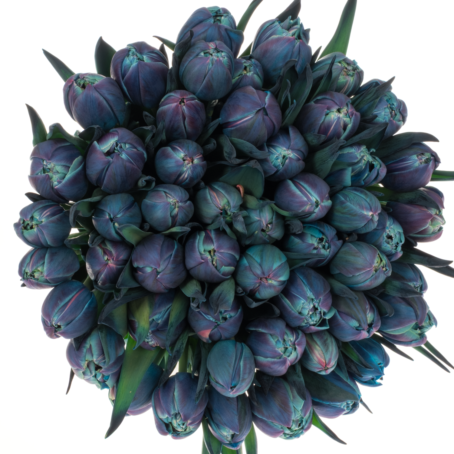 Tulpe Purple dobbel bohemian gefärbt 34 Gramm