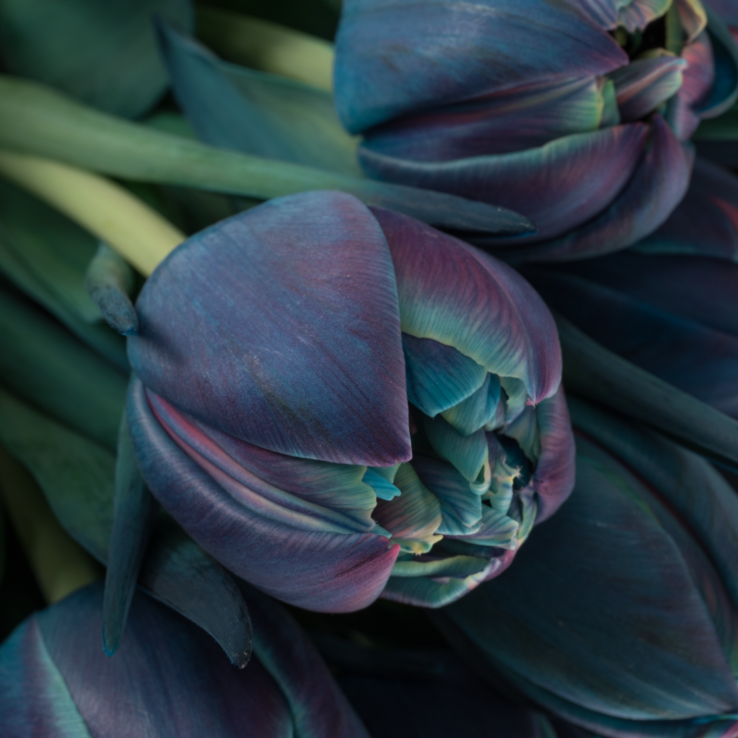 Tulpe Purple dobbel bohemian gefärbt 34 Gramm