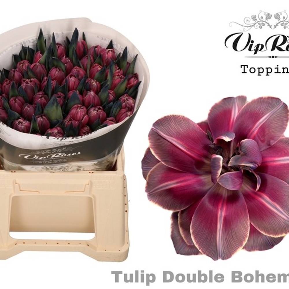 Tulpe Purple dobbel bohemian gefärbt 34 Gramm