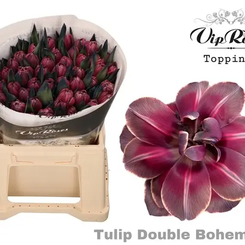Tulpe Purple dobbel bohemian gefärbt vip 34 Gramm