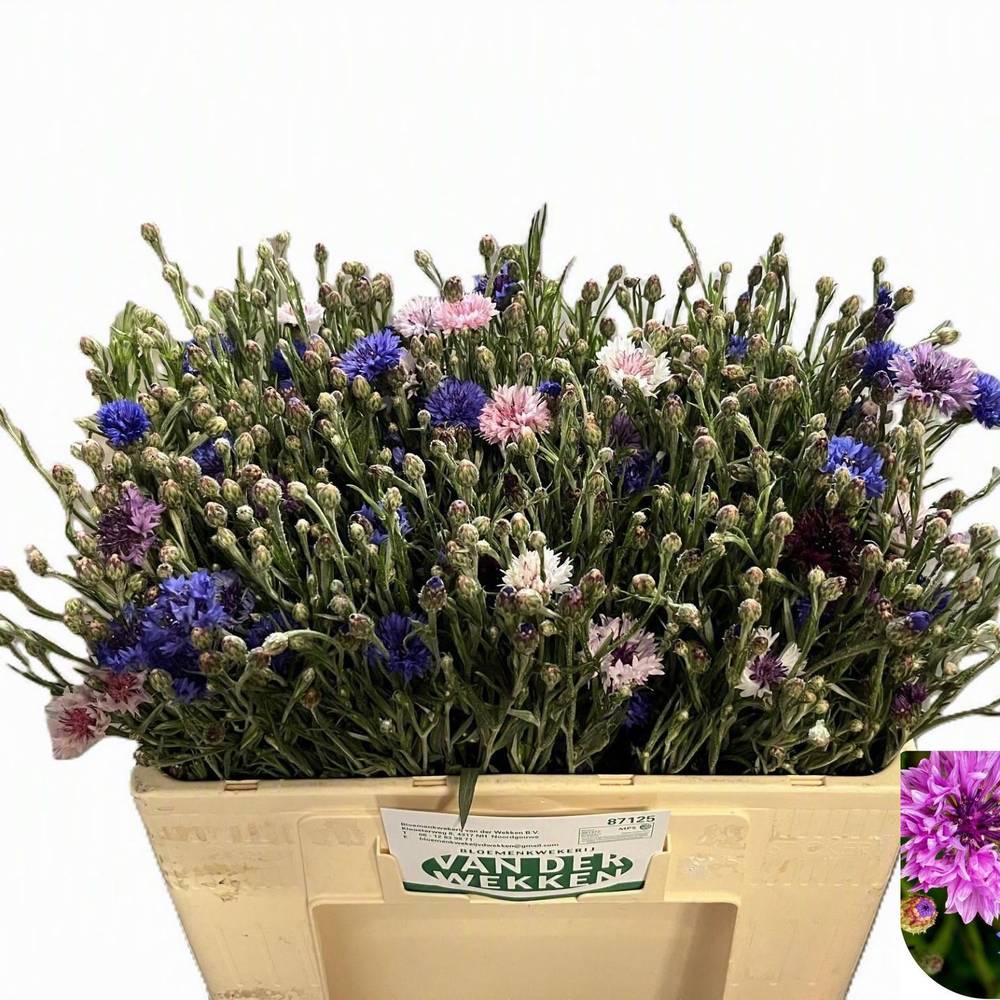 Kornblumen mix 50cm