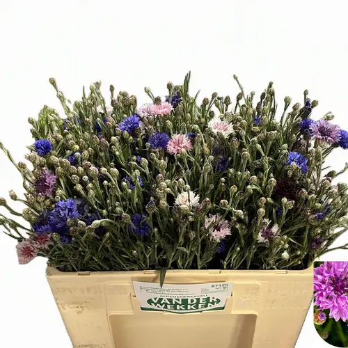 Kornblumen mix 50cm