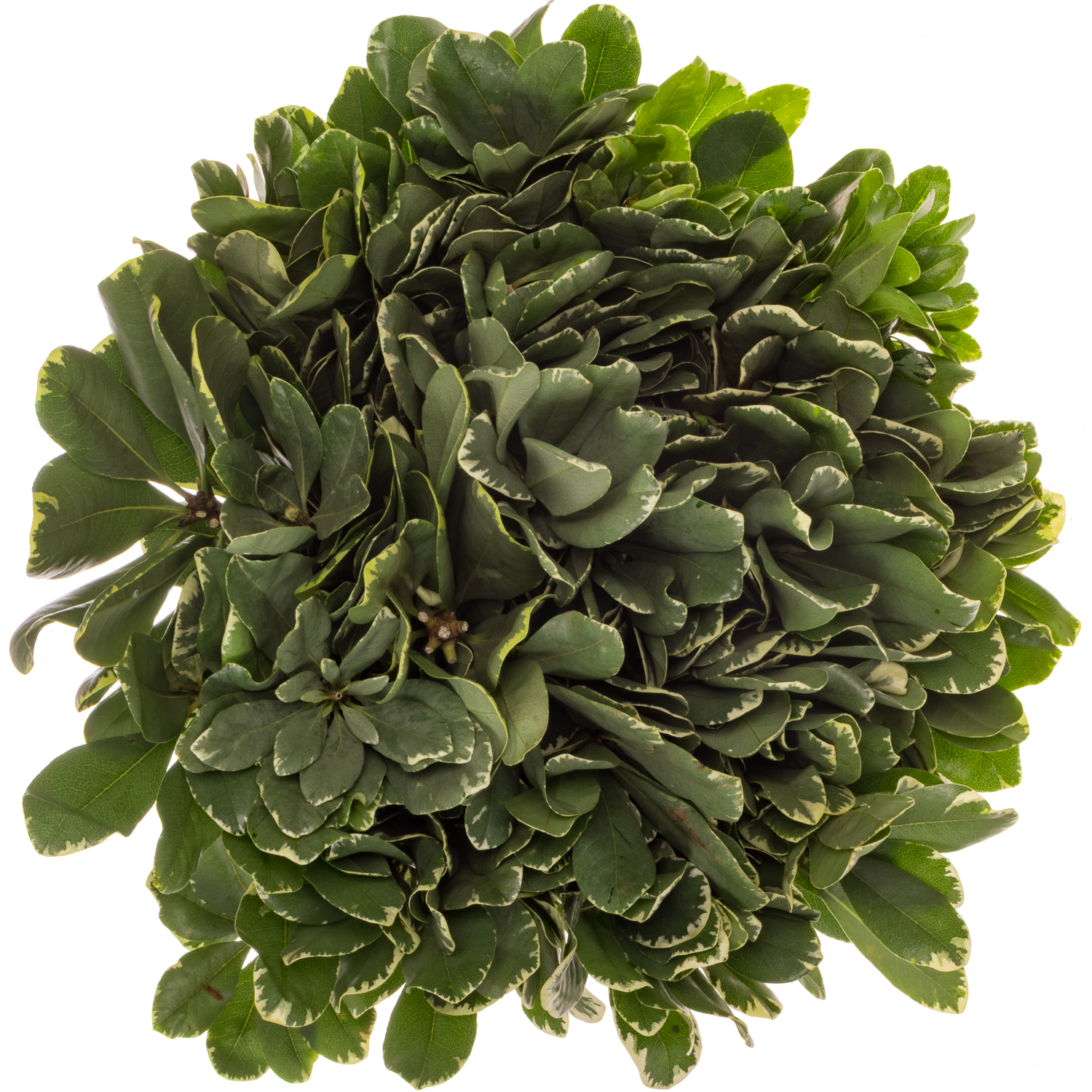 Pitto grün Grob (Costa Rica) X10