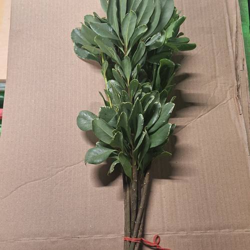 Pitto grün Grob (Costa Rica) X10