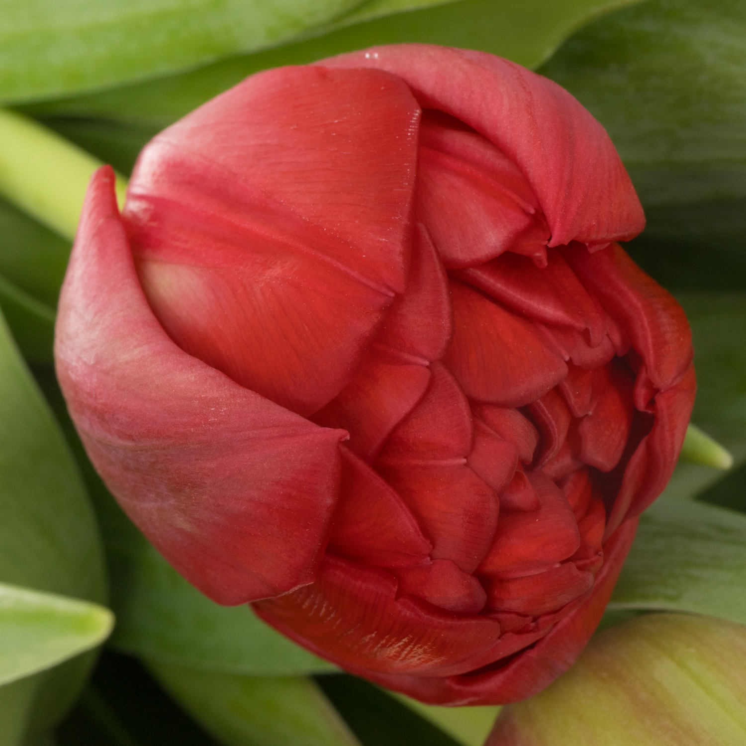 Tulpe rot doppel Casback 32 Gramm