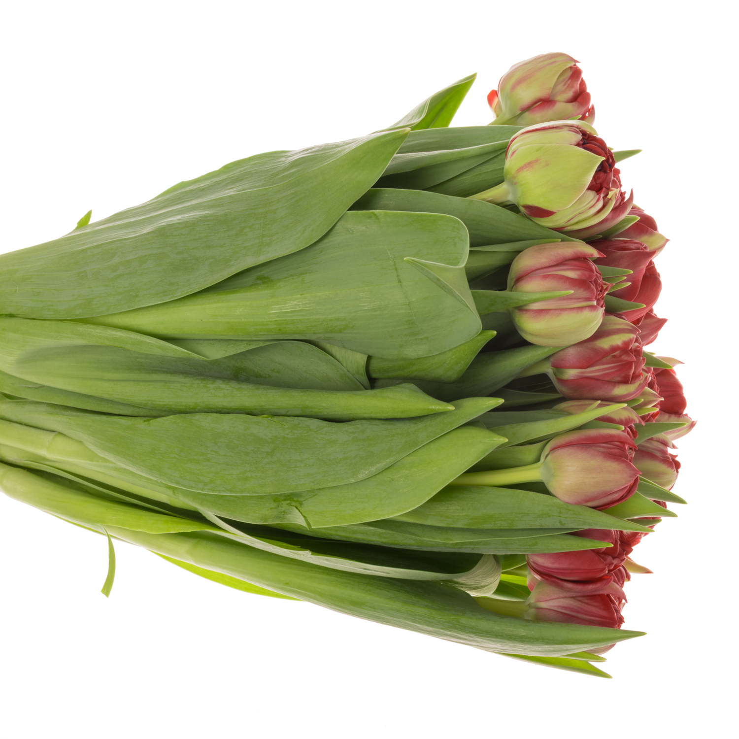 Tulpe rot doppel Casback 32 Gramm