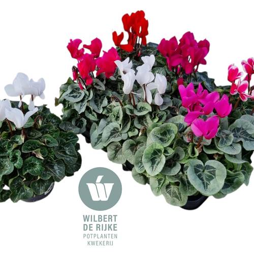 Cycl.mix Allure/Rembrandt T12 H025