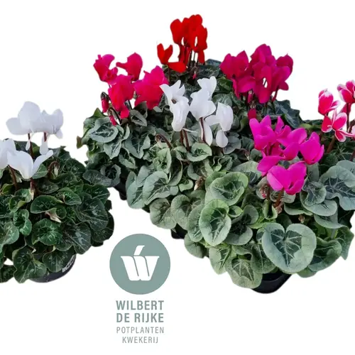 Cyclame mix Allure/Rembrandt T12 H025