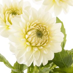 Dahlia weiss/creme Snow Cap 45cm