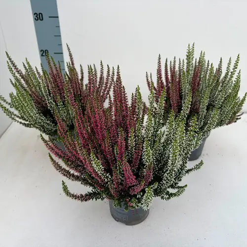 Calluna BL rot/weiss Twins T10,5 H020