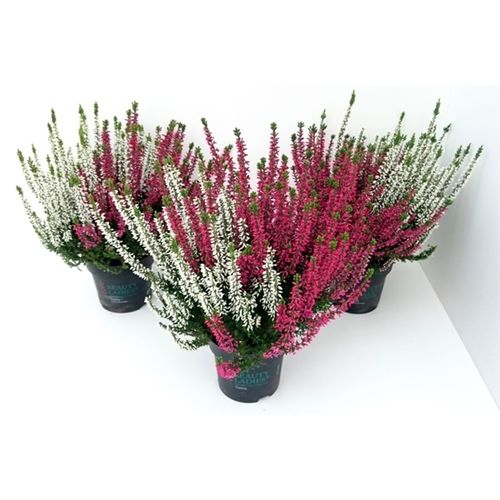 Calluna Bl Twins rot/weiss T10,5 H20