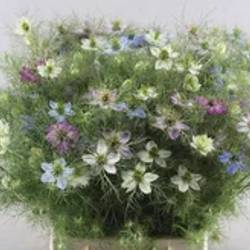 Nigella mix pro bund 50cm