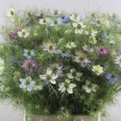 Nigella mix pro bund 50cm