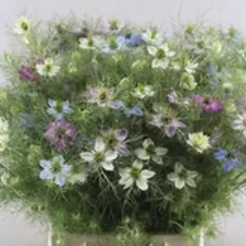 Nigella mix pro bund 50cm