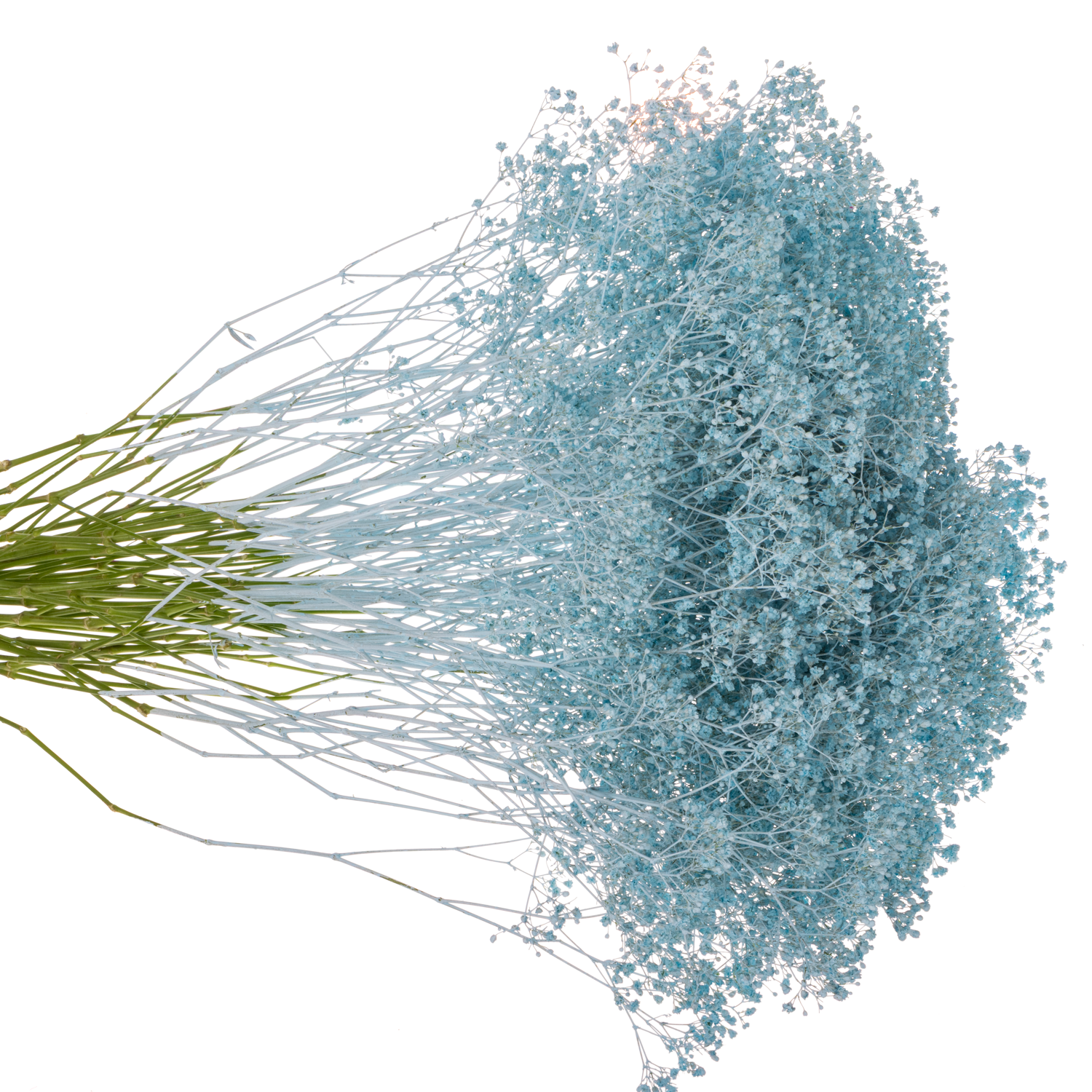 Eisen Gyps hell blau kleine Blüte 80 cm