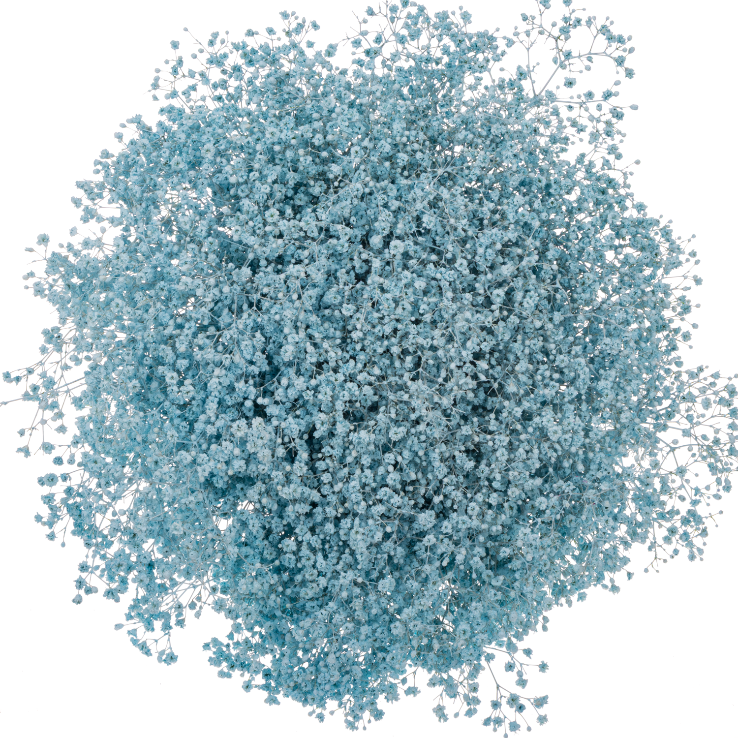 Eisen Gyps hell blau kleine Blüte 80 cm