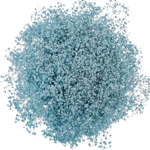 Eisen Gyps hell blau kleine Blüte 80 cm