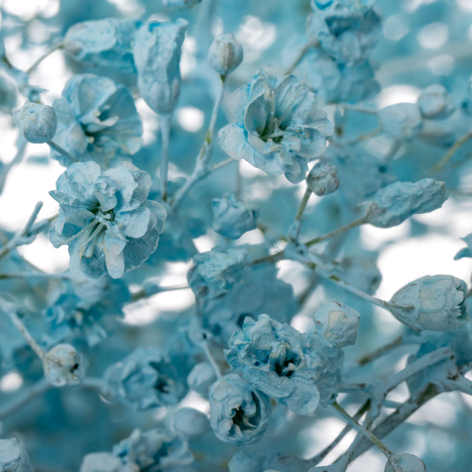 Eisen Gyps hell blau kleine Blüte 80 cm