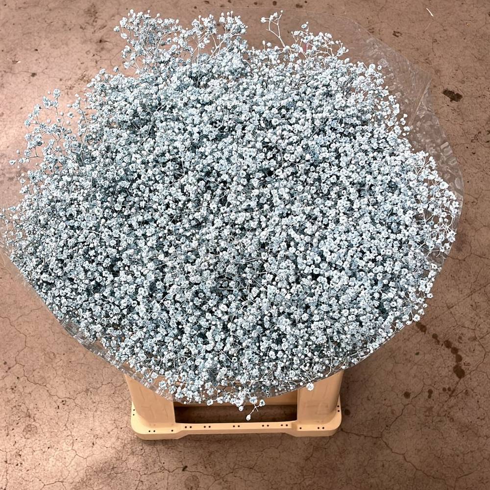 Eisen Gyps hell blau kleine Blüte 80 cm