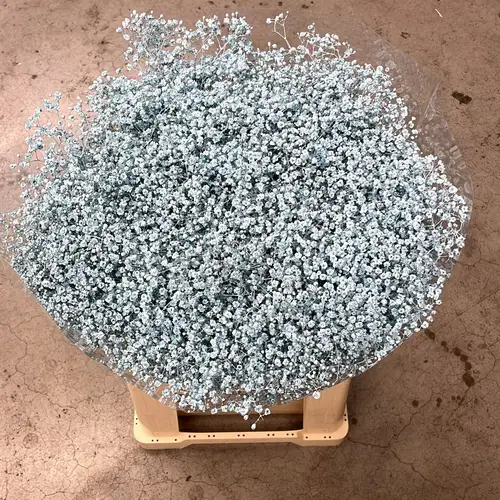 Eisen Gyps hell blau kleine Blüte 80 cm