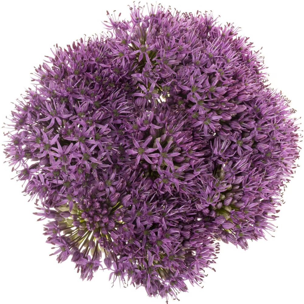 Allium lila Gladiator x20 60cm
