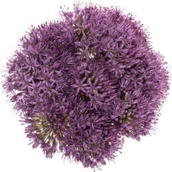 Allium lila Gladiator 60cm
