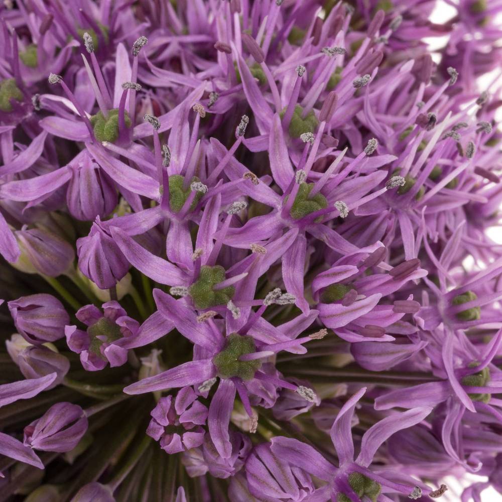 Allium lila Gladiator x20 60cm