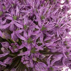 Allium lila Gladiator x20 60cm