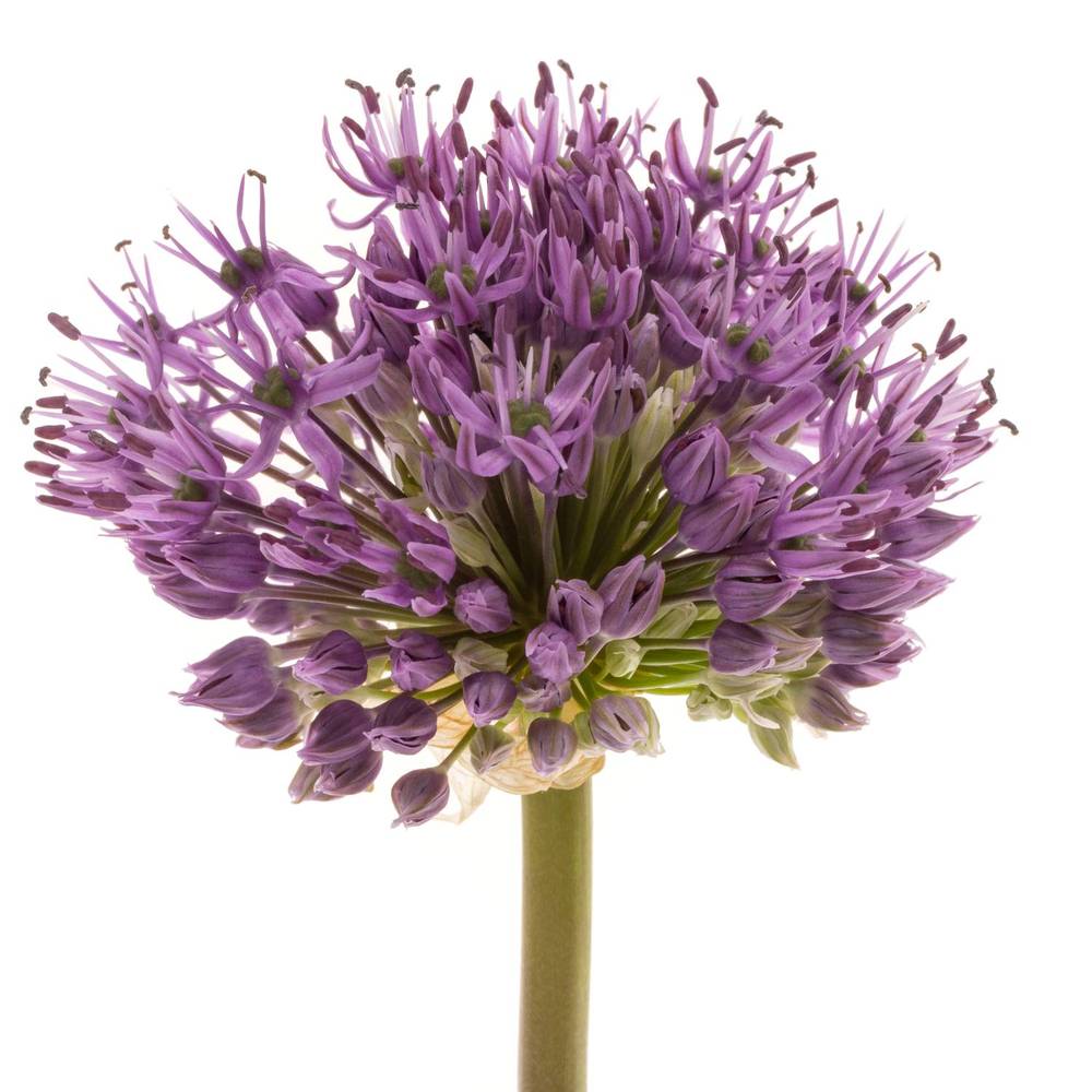 Allium lila Gladiator x20 60cm