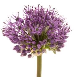 Allium lila Gladiator x20 60cm