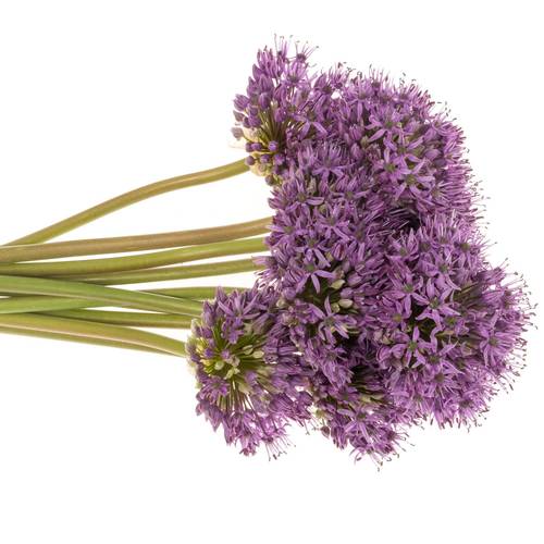 Allium lila Gladiator x20 60cm